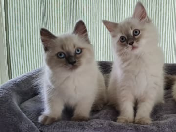 Ragdoll/Neva masquerade · Alunda · Annika S.