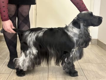Cocker spaniel · Lunderskov · Britta Nytoft