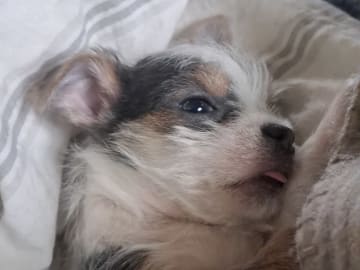 Yorkie malteser shi tzu og chih blanding · Hønefoss · Linda Regine Hauge S.