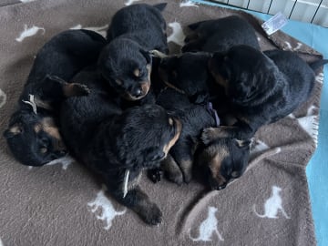 Rottweiler/American Bully XL · Gärsnäs · Helena