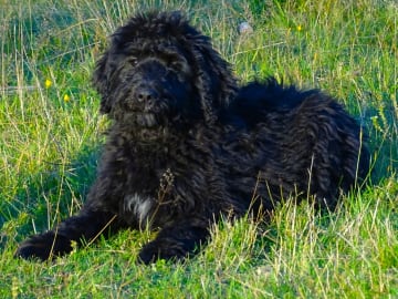 Bernerdoodle · Överkalix · Snabelsnutens Hus