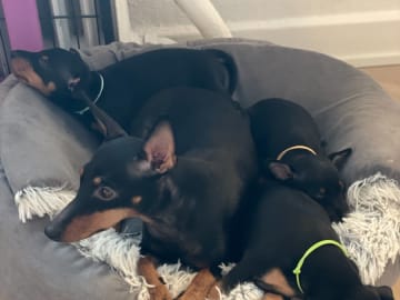 English Toy Terrier · Bromma · winsome flames