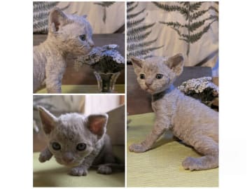 Devon Rex · Filipstad · SE*Älvbrons