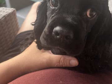Amerikansk cocker spaniel · Järfälla · LillaFröken