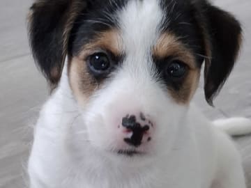 Jack russell terrier · Bjarkøy · Marita M.