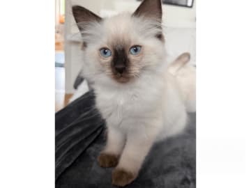 Ragdoll · Johanneshov · SE*LillaGumman's