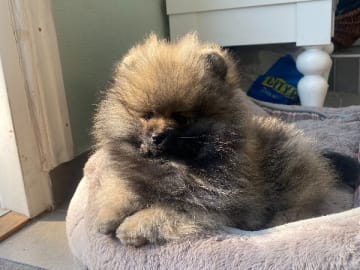 Pomeranian · Enskede · China Garden