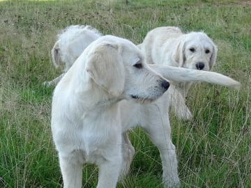 Labradoodle · överkalix · Humlehjarta