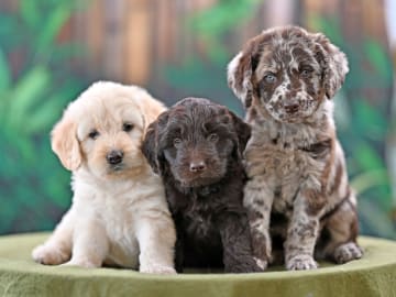 Labradoodle mini mellan ( Labrador / Pudel) · Gårdsjö · Devzdoodle
