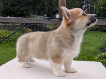 Welsh Corgi Pembroke · Braskereidfoss · Striolin