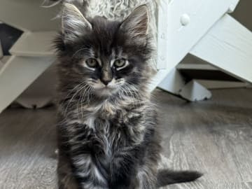Blandras långhåriga main Coon Norskskogskatt  korthåriga bondkatt Norskskogskatt · Solna · Victoria A.