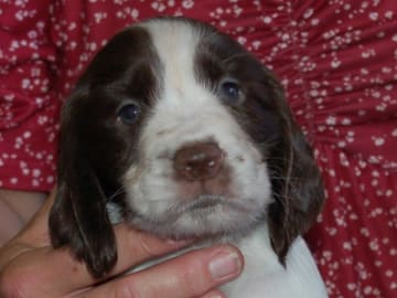 Engelsk springer spaniel · Mellerud · Ripplings