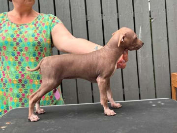 American Hairless Terrier · Mellerud · Ticket to win