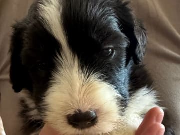 Bearded collie · Hammarö · Hillbacka