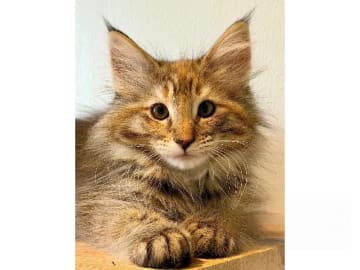 Norwegian Forest · Trelleborg · S*Livsnjutarna's