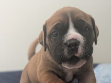 Continental Bulldog · öjebyn · Bennstaff