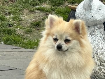 Tysk spets – kleinspitz · Storebø · Smallwind