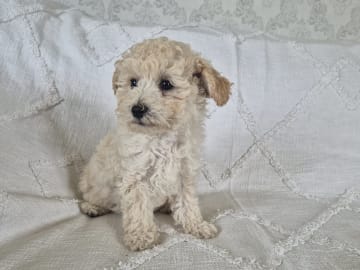 Maltipoo · Hässleholm · Daniela K.