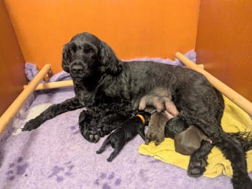 Portugisisk vattenhund · Kristinehamn · Tres Anjos