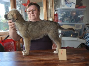 Irsk ulvehund · Stora Levene · Åkerö's