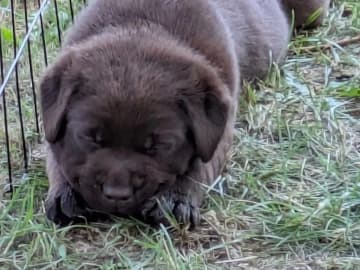 Labrador retriever · Tidaholm · Runnekullen's kennel