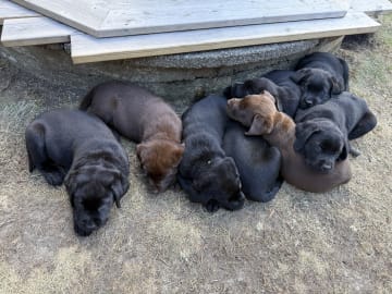 Labrador retriever · Huddinge · Tony J.