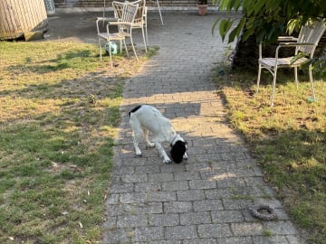 Cocker spaniel · Silkeborg · Casper B.