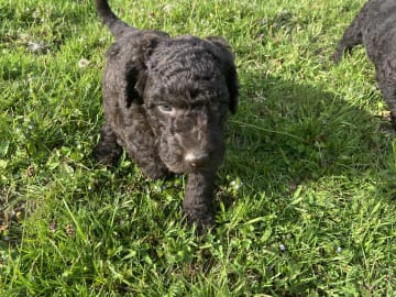 Labradoodle · Nol · Lyckliga Vovven