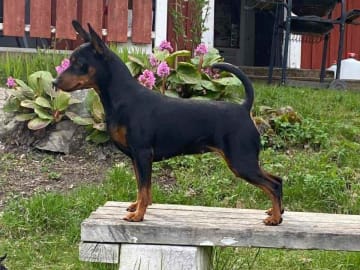Dvärgpinscher · Huddinge · Geordani's