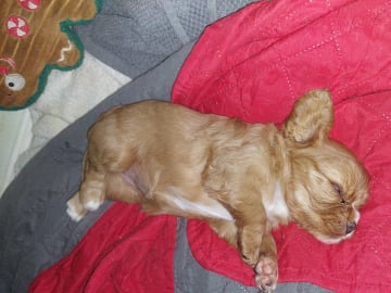 Cavalier king charles spaniel · Skinnskatteberg · Helene L.