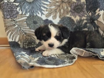 Welsh corgi cardigan · Alingsås · Chesterville