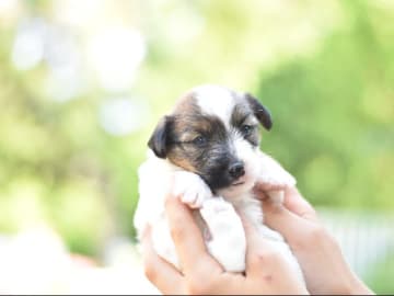 Jack Russell terrier · Vaxholm · My Workingdogs
