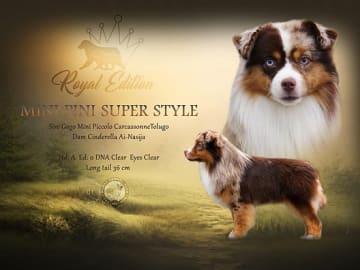 Miniature American Shepherd · Åsnes Finnskog · Lill Bredvold