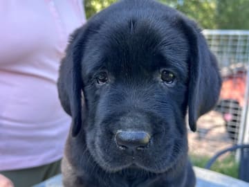 Labrador retriever · Björkvik · Annual's