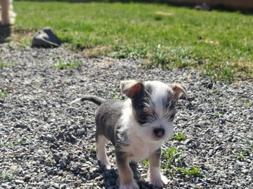 Yorkie malteser shi tzu og chih blanding · Hønefoss · Linda Regine Hauge S.