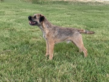 Border terrier · Västerås · Borderfun