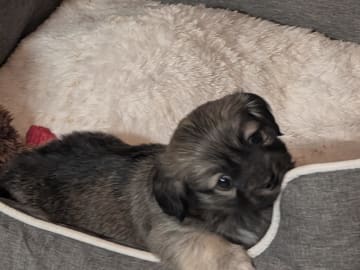 Ispärlans kennel