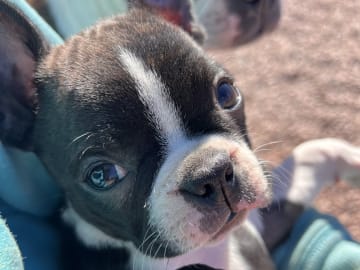 Bostonterrier · Höör · Fläderhaga’s Lovely Dogs