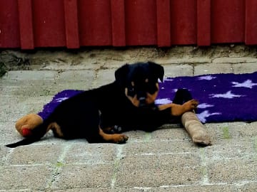 Rottweiler · Klippan · Manfield Farm