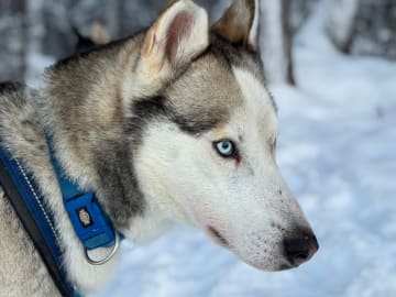Siberian Husky · Gunnarsbyn · Festina Lente