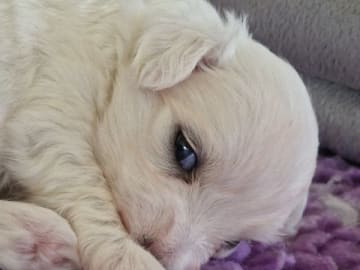 Coton de tulear · Västerljung · River Lake's