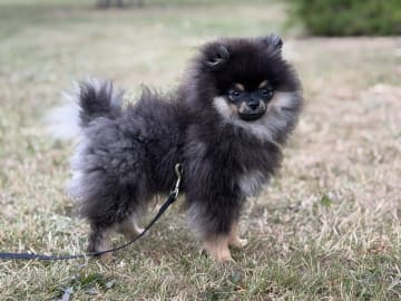 Pomeranian · Lem St · Marianne Elaine Nielsen