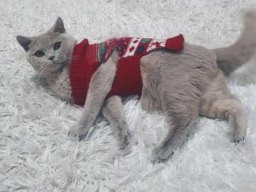 Brittiskt korthår · Tungelsta · Lola