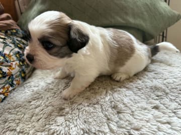 Mix - Maltese/Shih Tzu/Lhasa Apso · Malmö · Kristina Petkovska L.