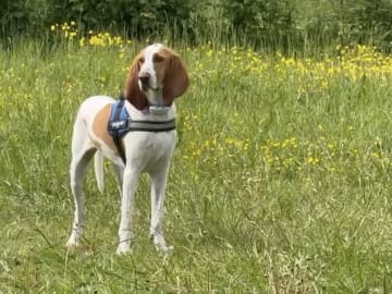 Blue de Gascogne/Basset · Hundvåg · Peter S.