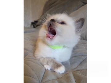 Ragdoll · Ankarsvik · SE*Stenvik's