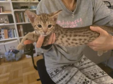 Ocicat · Nyköping · SE*Aspkatter