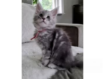 Maine Coon · Glanshammar · SE*Trollius New Moon