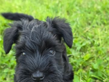 Dvärgschnauzer · Uddevalla · Little Tassa's