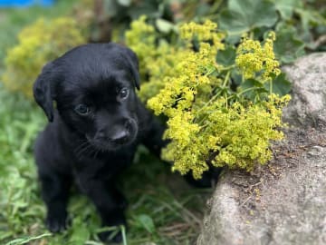 Labrador retriever · Lövestad · Sheep Trix